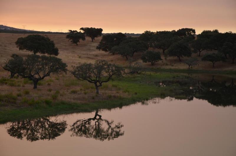 Herdade Do Sobroso Wine & Luxury Boutique Hotel Pedrogao  Buitenkant foto