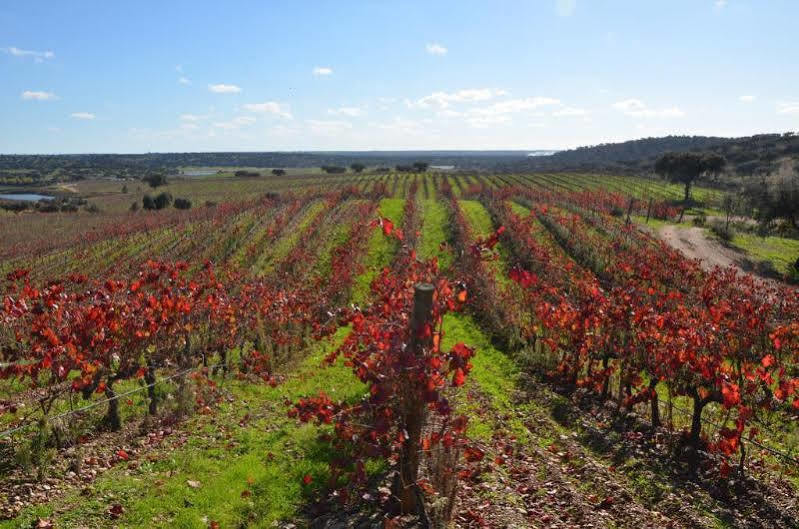 Herdade Do Sobroso Wine & Luxury Boutique Hotel Pedrogao  Buitenkant foto